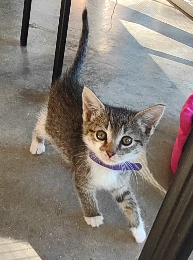 Bo Diddley, a male cat up for adoption