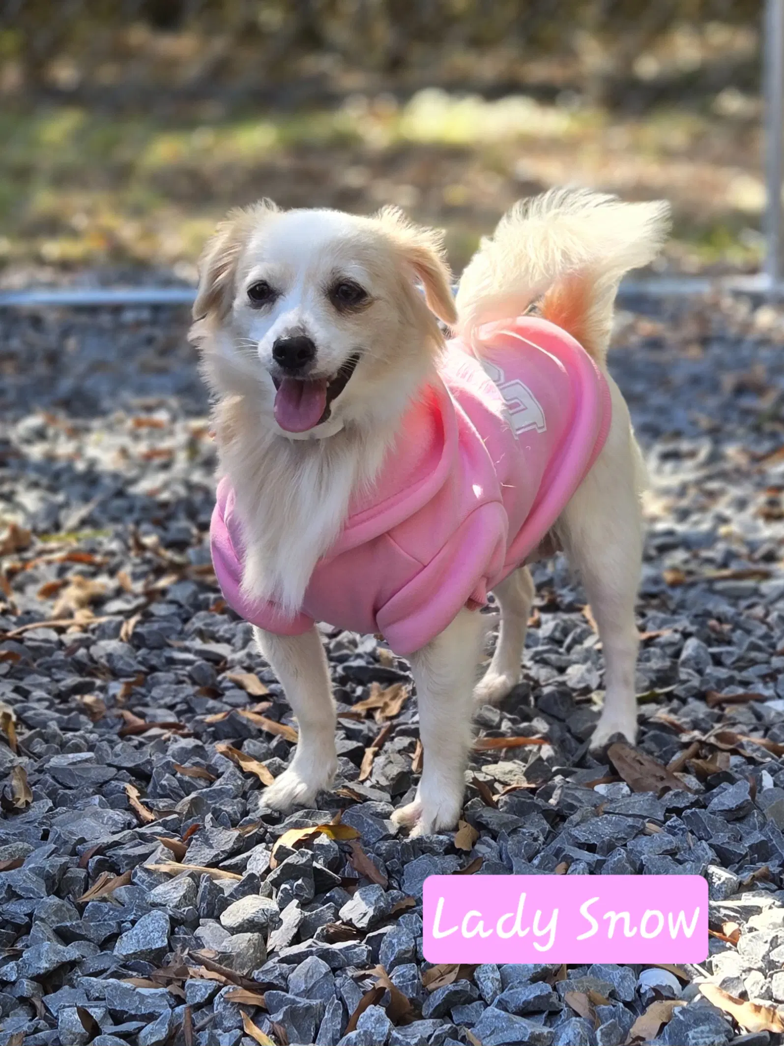 Lady Snow - Chihuahua