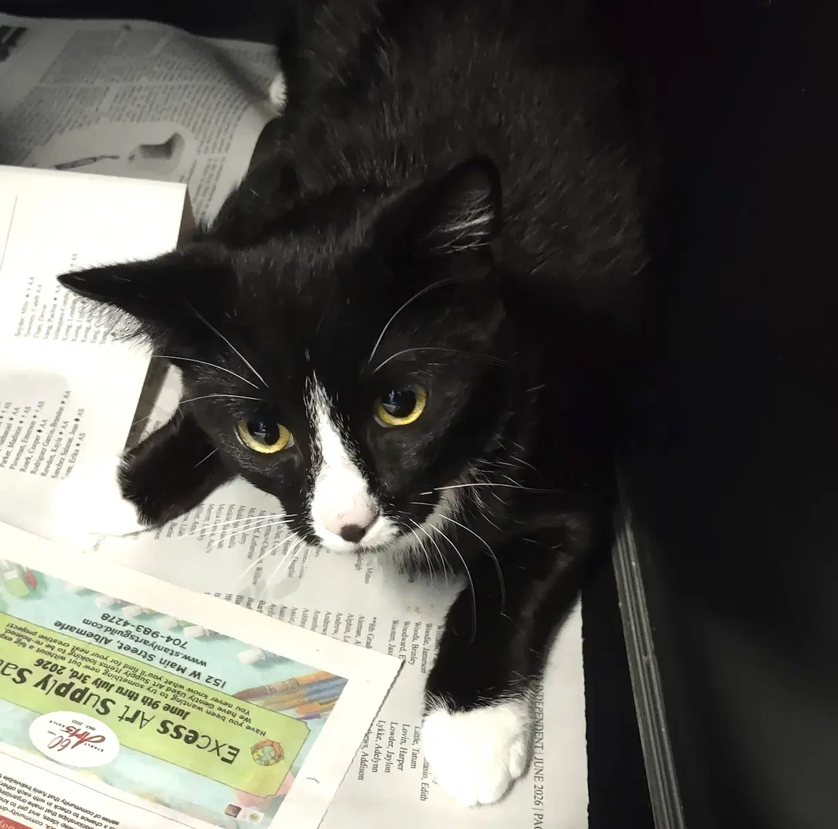 Luna - Domestic Short Hair