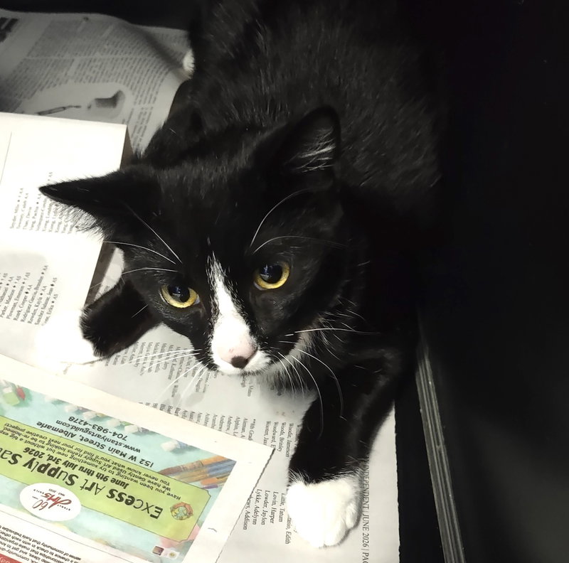 Luna, a young female cat up for adoption