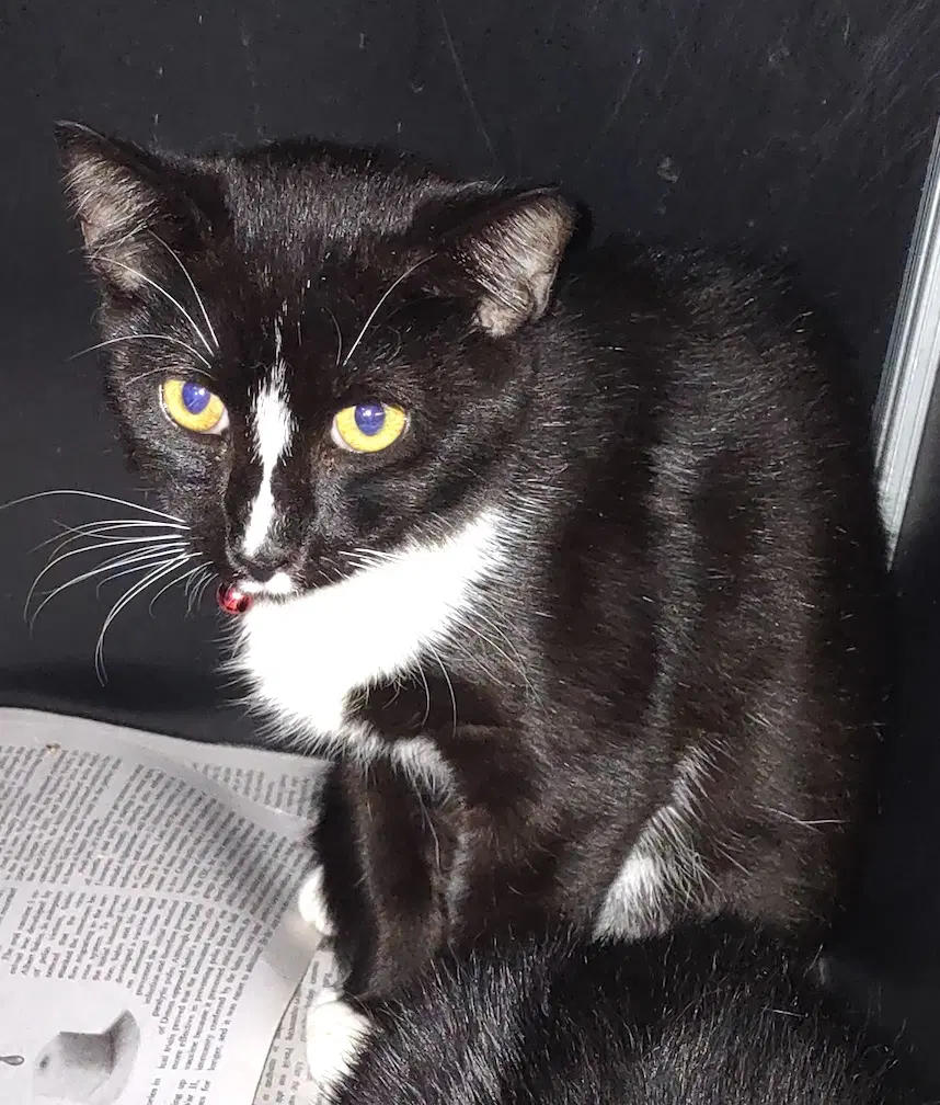 Sparky - Domestic Short Hair