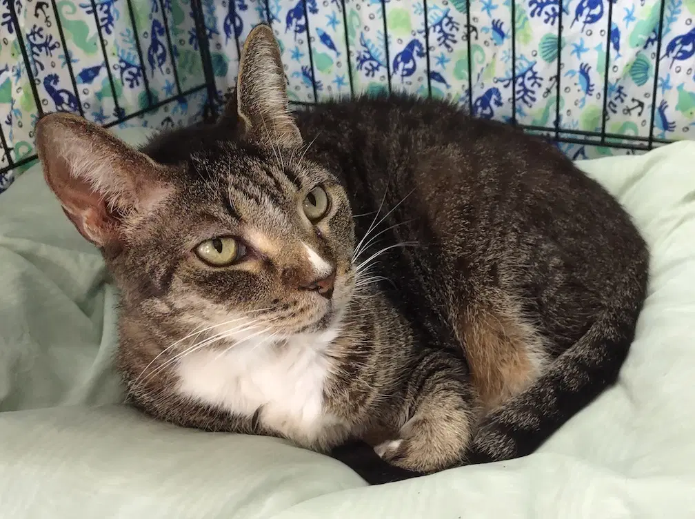 Charlotte - Domestic Short Hair
