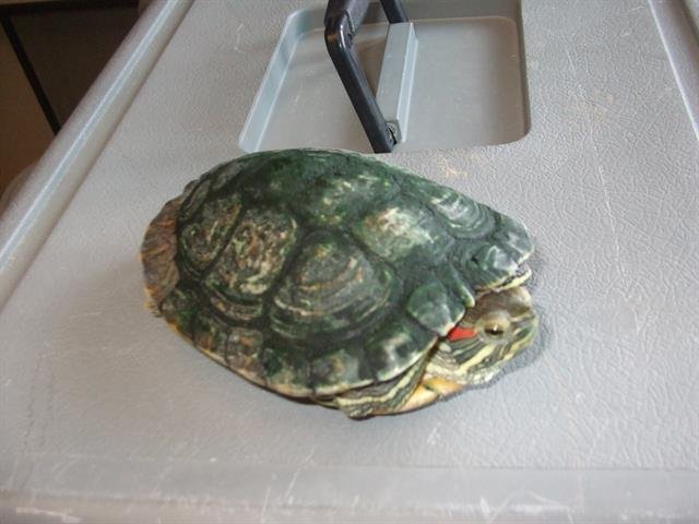 adoptable Turtle in Burbank, CA named INCHY
