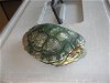 adoptable Turtle in burbank, CA named INCHY