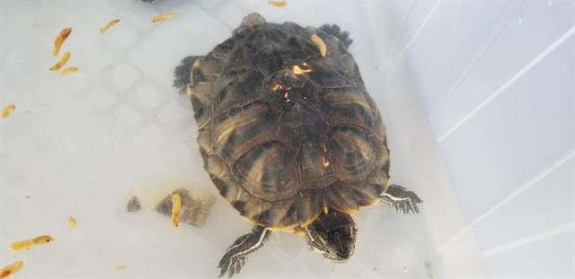 adoptable Turtle in Burbank, CA named A094433
