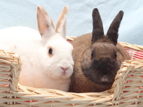 *TOM TOM - Shorthaired Rabbit available for adoption