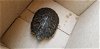 adoptable Turtle in burbank, CA named SEAWEED