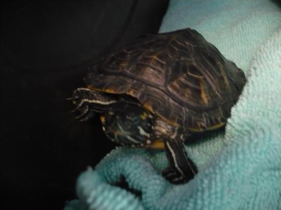 adoptable Turtle in Burbank, CA named A097705