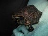 adoptable Turtle in burbank, CA named A097705