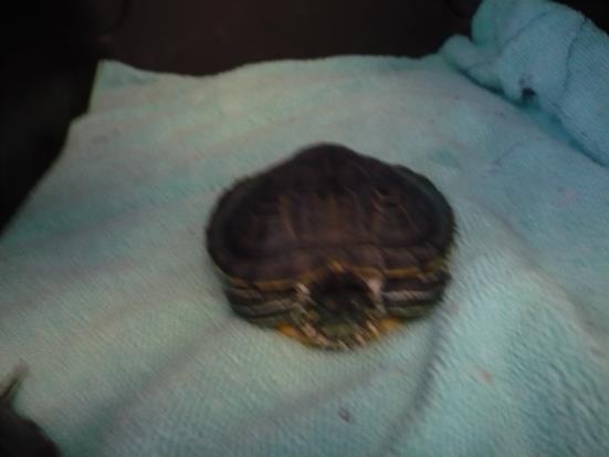 adoptable Turtle in Burbank, CA named A097706