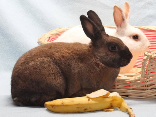 *CHARLIZE HAREON - Shorthaired Rabbit available for adoption
