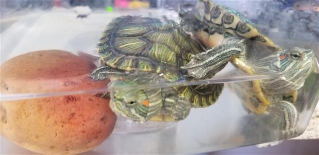 adoptable Turtle in Burbank, CA named A089337