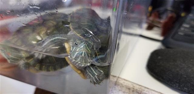 adoptable Turtle in Burbank, CA named A089338