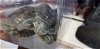 adoptable Turtle in burbank, CA named A089338