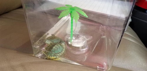 NONE - Turtle available for adoption
