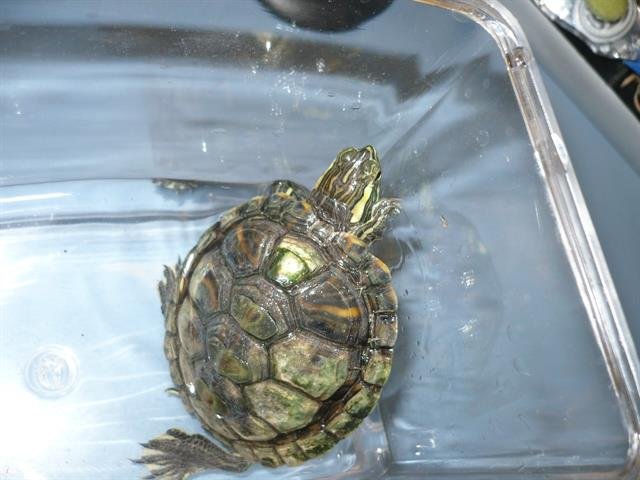 adoptable Turtle in Burbank, CA named A093962