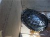 adoptable Turtle in burbank, CA named RICK
