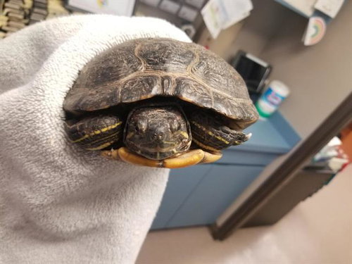A105025 - Turtle available for adoption