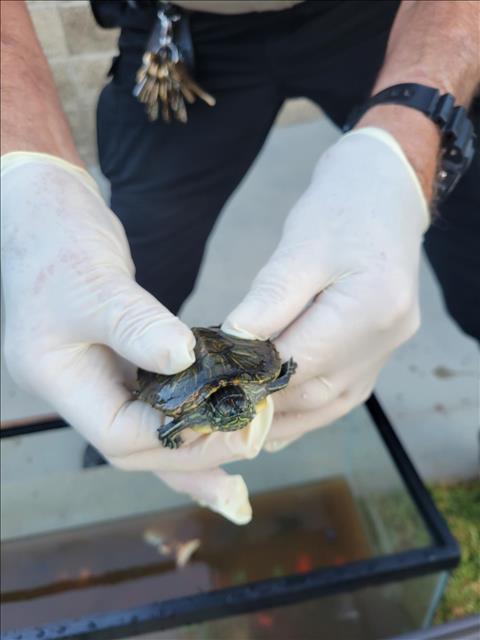 adoptable Turtle in Burbank, CA named A105581