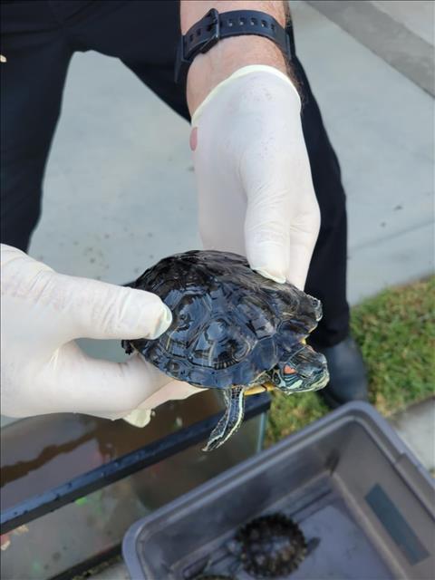 adoptable Turtle in Burbank, CA named A105583