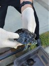 adoptable Turtle in burbank, CA named A105583