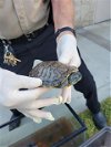 adoptable Turtle in burbank, CA named A105584