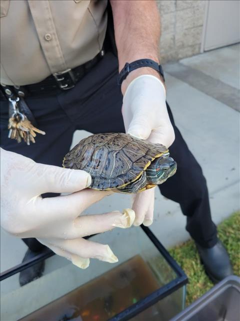 A105584 - Turtle available for adoption