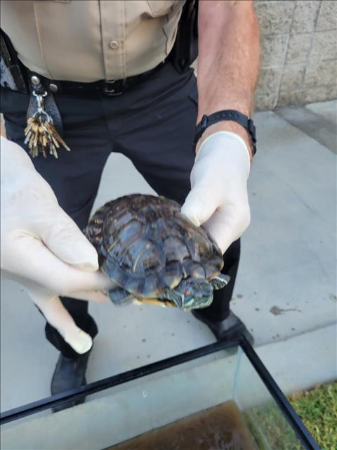 adoptable Turtle in Burbank, CA named A105585