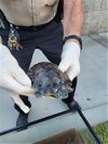 adoptable Turtle in burbank, CA named A105585