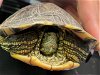 adoptable Turtle in burbank, CA named A106888