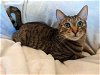 adoptable Cat in burbank, CA named *OTIS