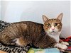 adoptable Cat in burbank, CA named *MAX