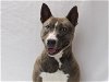 adoptable Dog in burbank, CA named *PEPPA