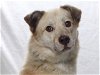 adoptable Dog in burbank, CA named *SALT