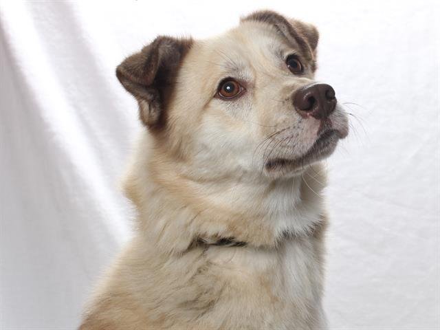 adoptable Dog in Burbank, CA named *SALT
