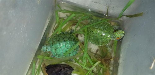 A095375 - Turtle available for adoption