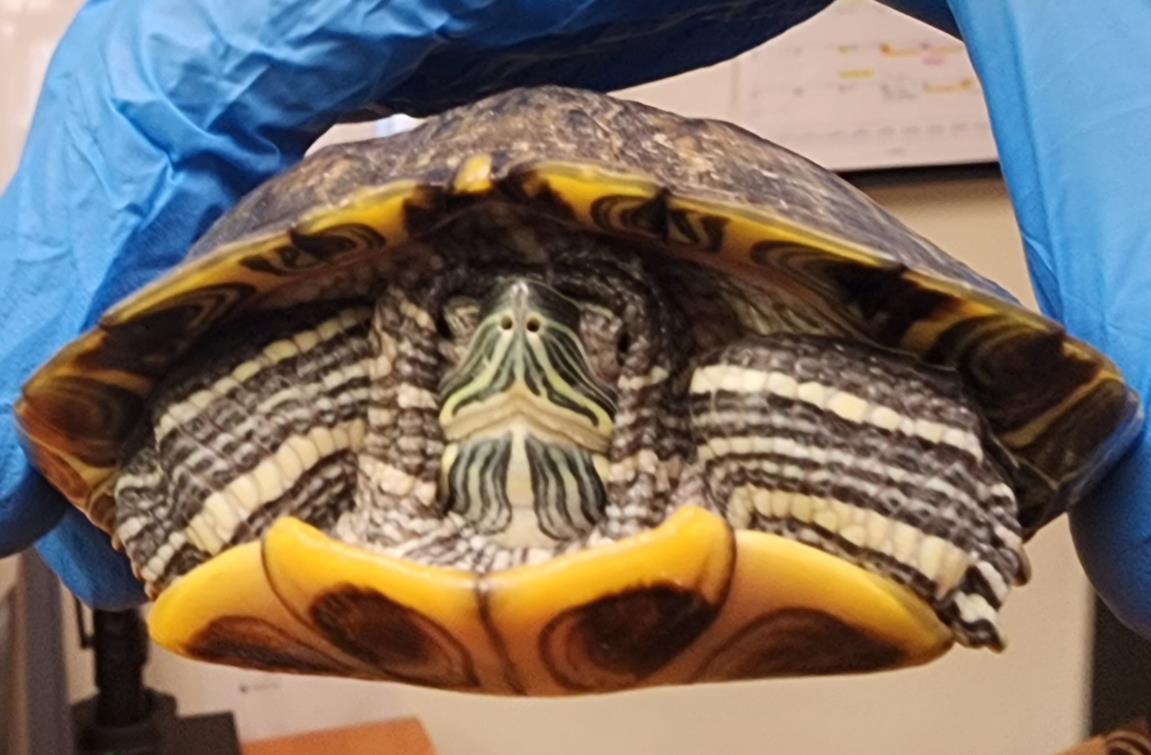 adoptable Turtle in Burbank, CA named A111252