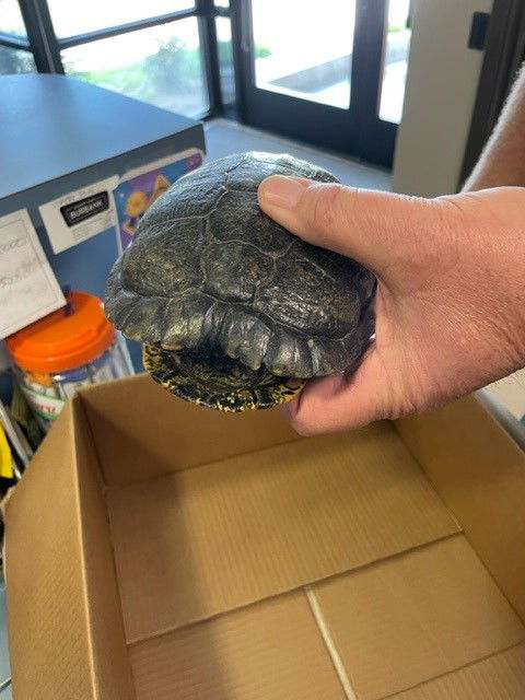 adoptable Turtle in Burbank, CA named A111419