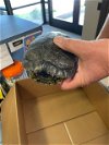 adoptable Turtle in burbank, CA named A111419