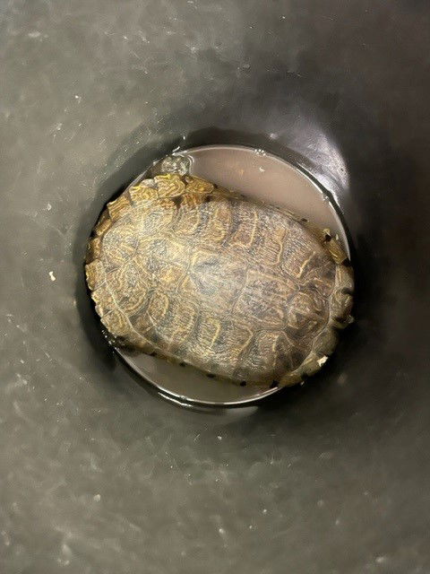 adoptable Turtle in Burbank, CA named A112468