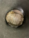adoptable Turtle in burbank, CA named A112468
