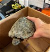 adoptable Turtle in burbank, CA named A113235