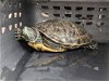 adoptable Turtle in burbank, CA named A113237