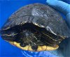 adoptable Turtle in burbank, CA named A113802