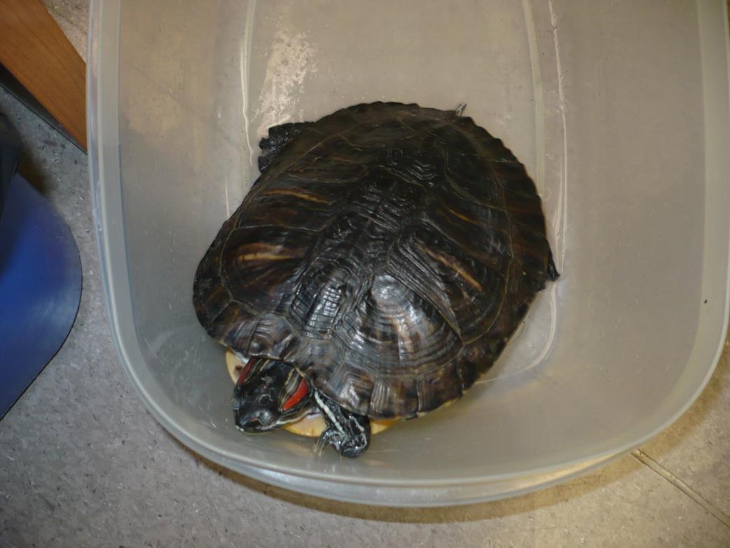 adoptable Turtle in Burbank, CA named A114274