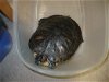adoptable Turtle in burbank, CA named A114274