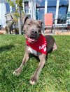 adoptable Dog in burbank, CA named LEILA