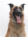 adoptable Dog in burbank, CA named MILA