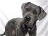 adoptable Dog in burbank, CA named ELLA