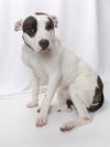 adoptable Dog in Burbank, CA named *DOTTIE